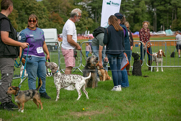 Scruffts Family Crossbreed of the Year competition. Knebworth Park. 13th September 2026-041