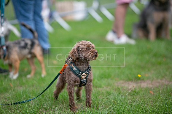 Scruffts Family Crossbreed of the Year competition. Knebworth Park. 13th September 2026-044