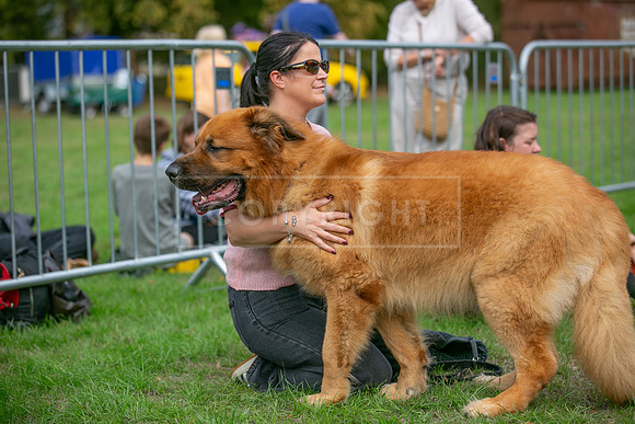 Scruffts Family Crossbreed of the Year competition. Knebworth Park. 13th September 2026-042