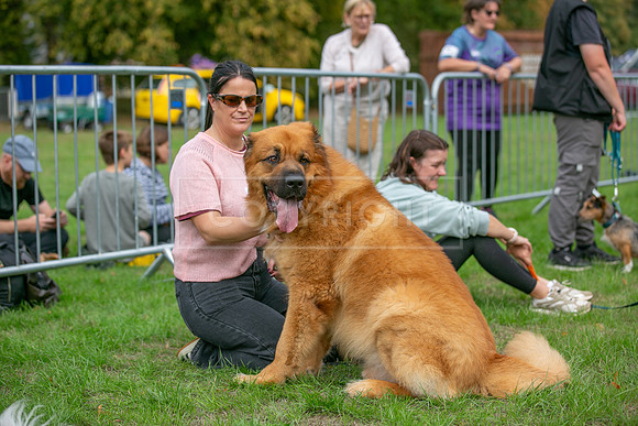 Scruffts Family Crossbreed of the Year competition. Knebworth Park. 13th September 2026-043