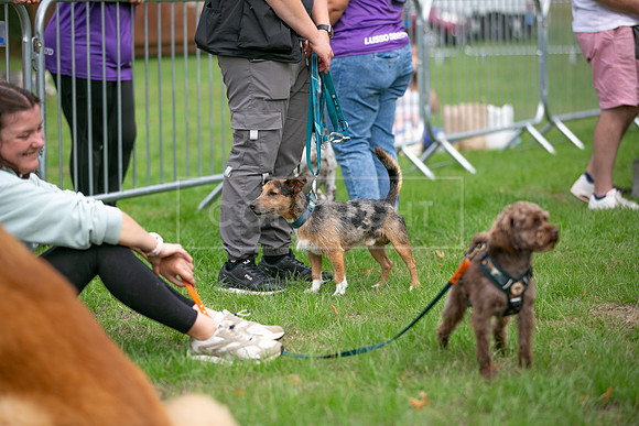 Scruffts Family Crossbreed of the Year competition. Knebworth Park. 13th September 2026-045