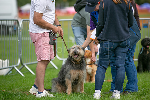 Scruffts Family Crossbreed of the Year competition. Knebworth Park. 13th September 2026-046