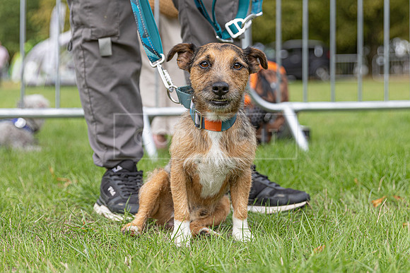 Scruffts Family Crossbreed of the Year competition. Knebworth Park. 13th September 2026-047