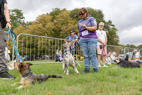 Scruffts Family Crossbreed of the Year competition. Knebworth Park. 13th September 2026-048