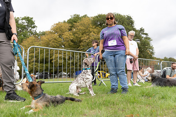 Scruffts Family Crossbreed of the Year competition. Knebworth Park. 13th September 2026-049