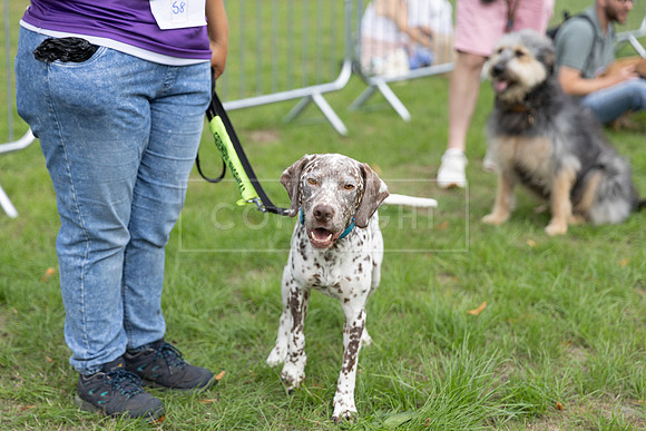 Scruffts Family Crossbreed of the Year competition. Knebworth Park. 13th September 2026-050