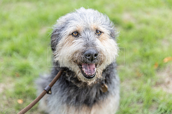 Scruffts Family Crossbreed of the Year competition. Knebworth Park. 13th September 2026-051