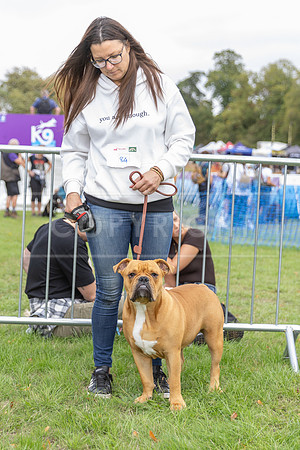 Scruffts Family Crossbreed of the Year competition. Knebworth Park. 13th September 2026-055
