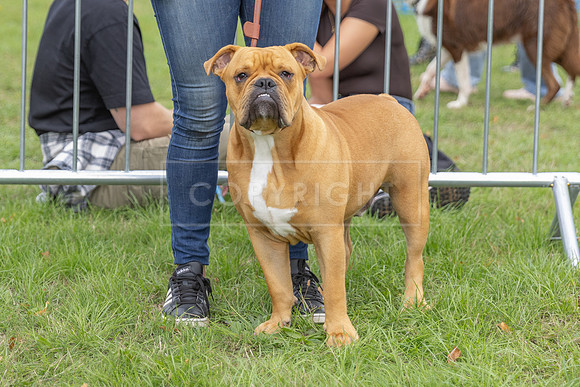 Scruffts Family Crossbreed of the Year competition. Knebworth Park. 13th September 2026-056