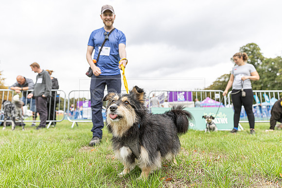 Scruffts Family Crossbreed of the Year competition. Knebworth Park. 13th September 2026-058