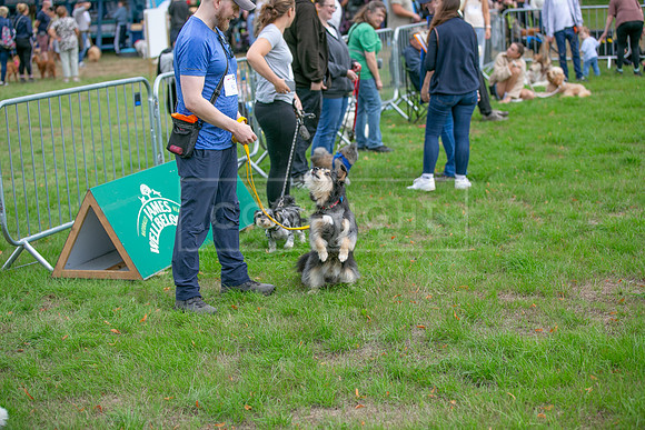 Scruffts Family Crossbreed of the Year competition. Knebworth Park. 13th September 2026-057