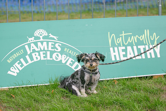 Scruffts Family Crossbreed of the Year competition. Knebworth Park. 13th September 2026-060