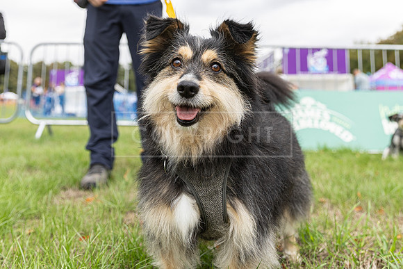 Scruffts Family Crossbreed of the Year competition. Knebworth Park. 13th September 2026-059