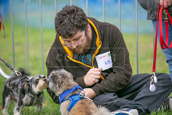 Scruffts Family Crossbreed of the Year competition. Knebworth Park. 13th September 2026-061