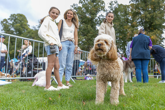 Scruffts Family Crossbreed of the Year competition. Knebworth Park. 13th September 2026-065