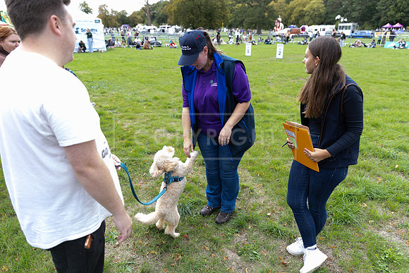 Scruffts Family Crossbreed of the Year competition. Knebworth Park. 13th September 2026-070