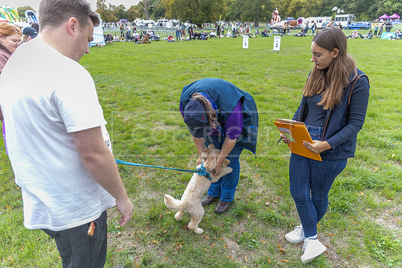 Scruffts Family Crossbreed of the Year competition. Knebworth Park. 13th September 2026-069