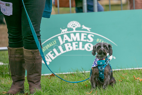 Scruffts Family Crossbreed of the Year competition. Knebworth Park. 13th September 2026-072