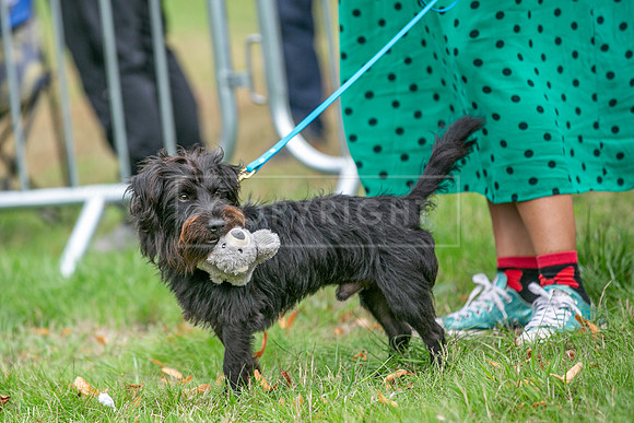 Scruffts Family Crossbreed of the Year competition. Knebworth Park. 13th September 2026-073