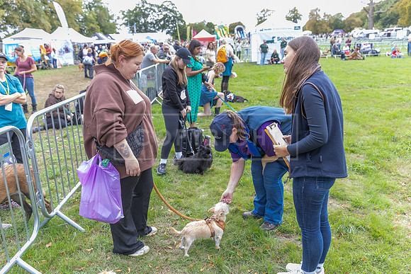 Scruffts Family Crossbreed of the Year competition. Knebworth Park. 13th September 2026-071