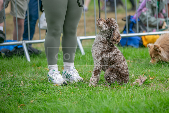 Scruffts Family Crossbreed of the Year competition. Knebworth Park. 13th September 2026-075