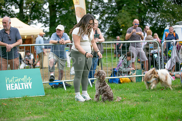 Scruffts Family Crossbreed of the Year competition. Knebworth Park. 13th September 2026-074