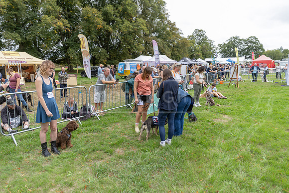 Scruffts Family Crossbreed of the Year competition. Knebworth Park. 13th September 2026-077