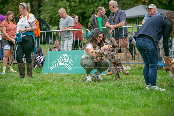 Scruffts Family Crossbreed of the Year competition. Knebworth Park. 13th September 2026-081
