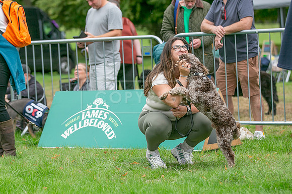 Scruffts Family Crossbreed of the Year competition. Knebworth Park. 13th September 2026-082