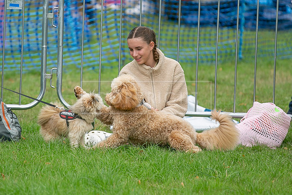 Scruffts Family Crossbreed of the Year competition. Knebworth Park. 13th September 2026-084