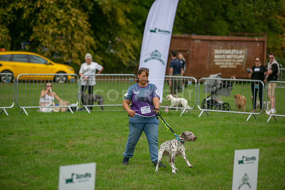 Scruffts Family Crossbreed of the Year competition. Knebworth Park. 13th September 2026-086