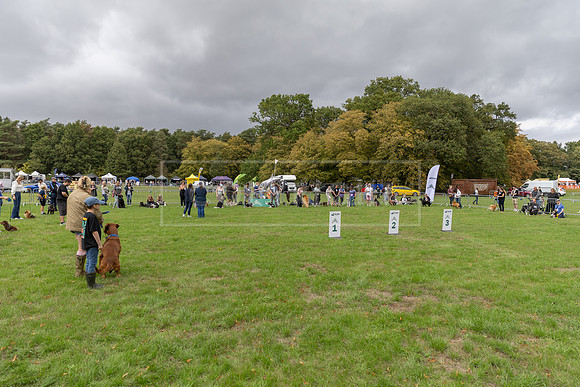 Scruffts Family Crossbreed of the Year competition. Knebworth Park. 13th September 2026-085