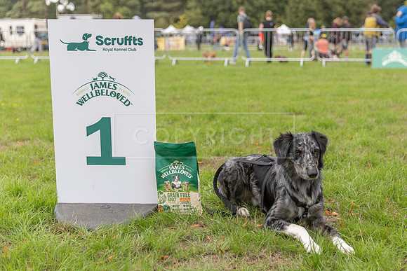 Scruffts Family Crossbreed of the Year competition. Knebworth Park. 13th September 2026-089
