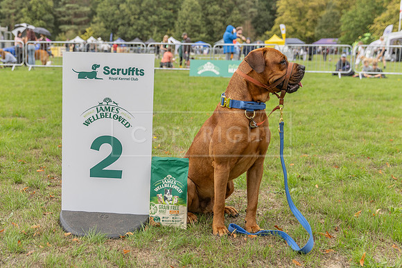 Scruffts Family Crossbreed of the Year competition. Knebworth Park. 13th September 2026-092