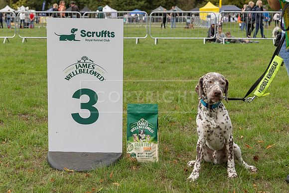 Scruffts Family Crossbreed of the Year competition. Knebworth Park. 13th September 2026-095