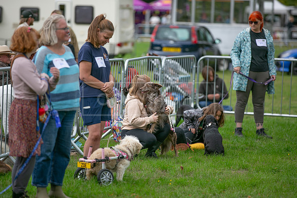 Scruffts Family Crossbreed of the Year competition. Knebworth Park. 13th September 2026-099