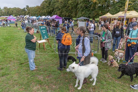 Scruffts Family Crossbreed of the Year competition. Knebworth Park. 13th September 2026-097