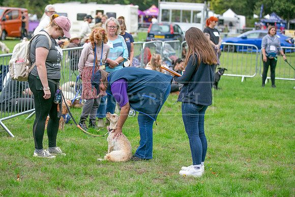 Scruffts Family Crossbreed of the Year competition. Knebworth Park. 13th September 2026-102