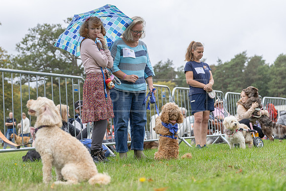 Scruffts Family Crossbreed of the Year competition. Knebworth Park. 13th September 2026-105
