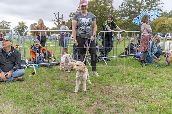 Scruffts Family Crossbreed of the Year competition. Knebworth Park. 13th September 2026-104