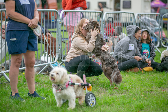 Scruffts Family Crossbreed of the Year competition. Knebworth Park. 13th September 2026-106