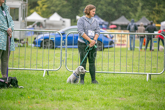 Scruffts Family Crossbreed of the Year competition. Knebworth Park. 13th September 2026-107