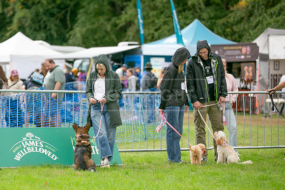 Scruffts Family Crossbreed of the Year competition. Knebworth Park. 13th September 2026-115
