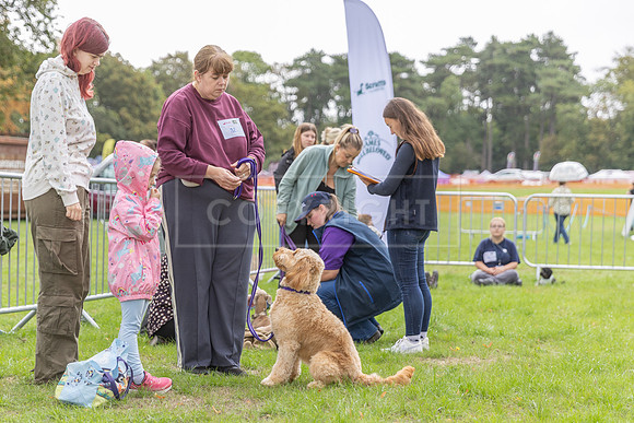 Scruffts Family Crossbreed of the Year competition. Knebworth Park. 13th September 2026-114
