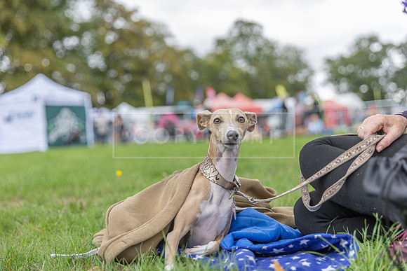 Scruffts Family Crossbreed of the Year competition. Knebworth Park. 13th September 2026-116