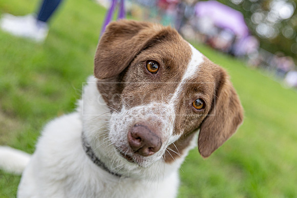 Scruffts Family Crossbreed of the Year competition. Knebworth Park. 13th September 2026-117