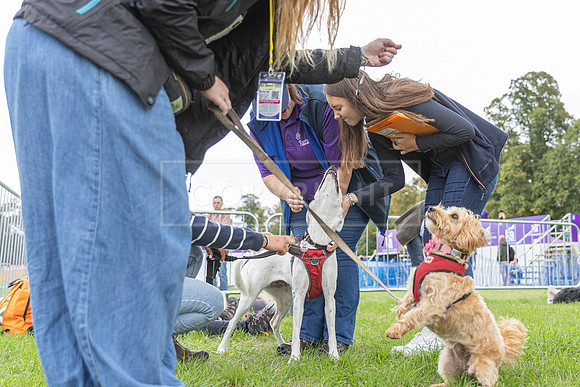 Scruffts Family Crossbreed of the Year competition. Knebworth Park. 13th September 2026-118