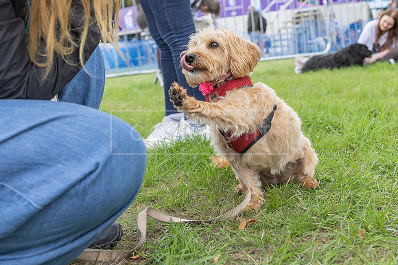 Scruffts Family Crossbreed of the Year competition. Knebworth Park. 13th September 2026-120