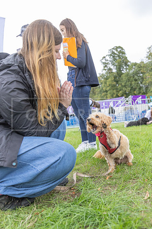 Scruffts Family Crossbreed of the Year competition. Knebworth Park. 13th September 2026-119