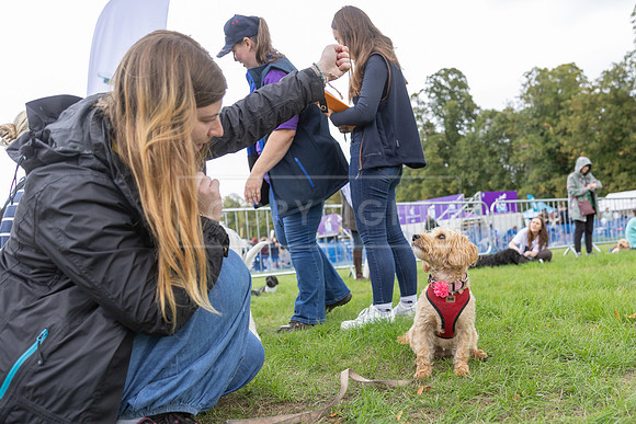 Scruffts Family Crossbreed of the Year competition. Knebworth Park. 13th September 2026-121